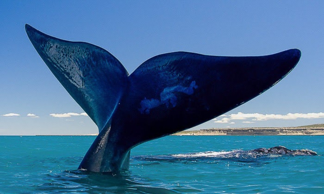 PROGRAMACION TERRESTRE PAT - PUERTO MADRYN CON PUNTA TOMBO 5 DIAS
