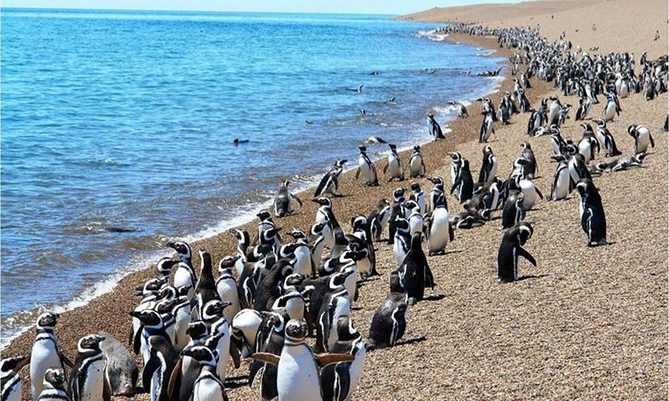 PROGRAMACION TERRESTRE PAT - PUERTO MADRYN CON PUNTA TOMBO 4 DIAS